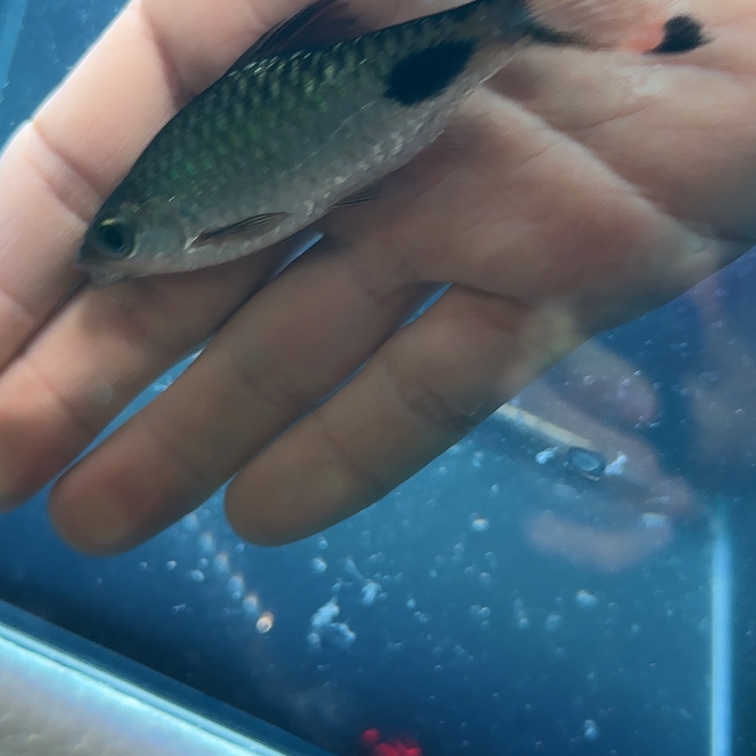 海水鱼紫红120两条京东包邮包损