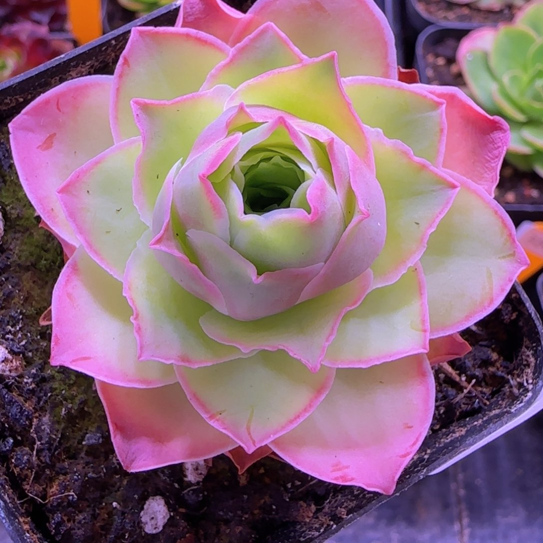 魅影玫瑰七方杯881