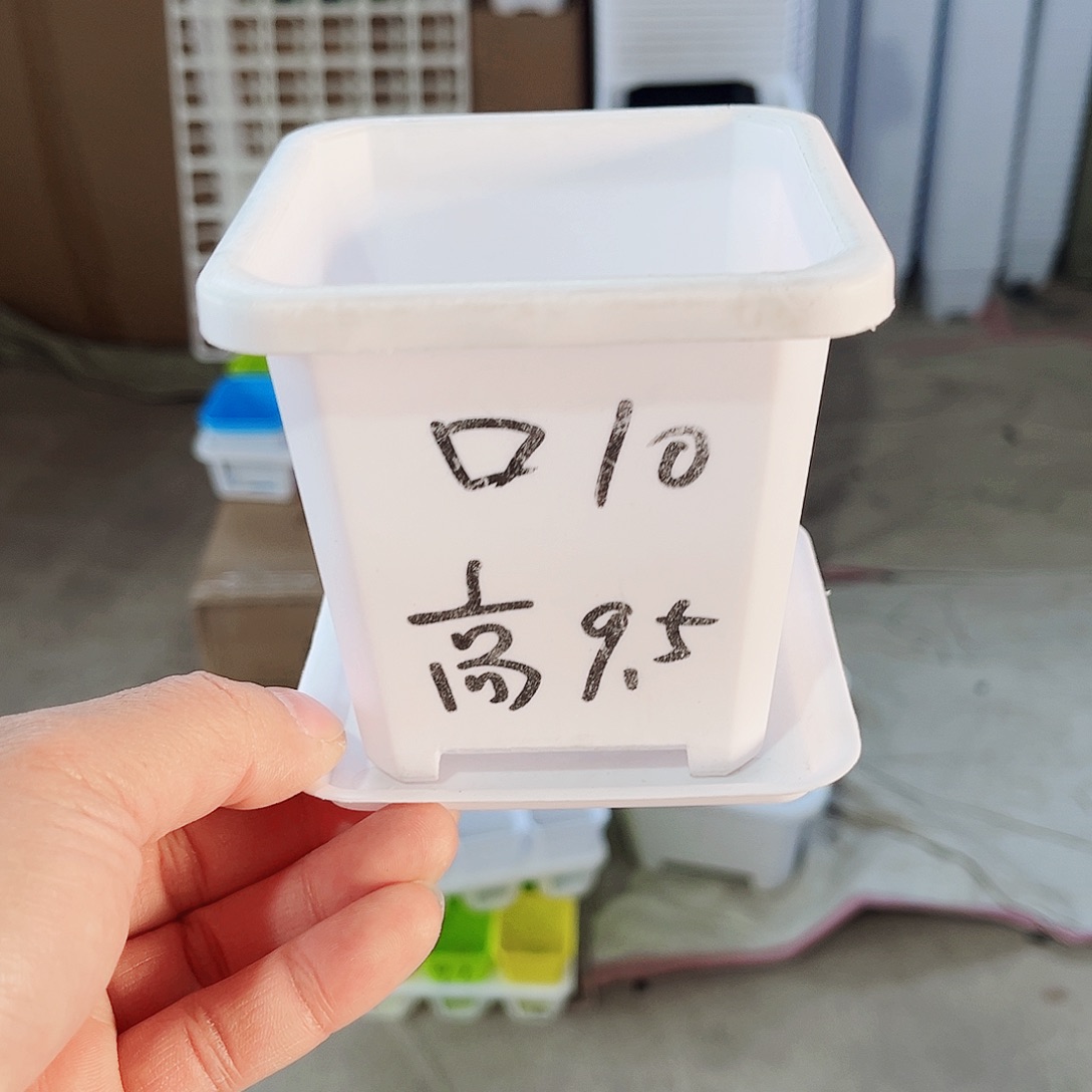 塑料升级款景天10方白色盆10个带托盘