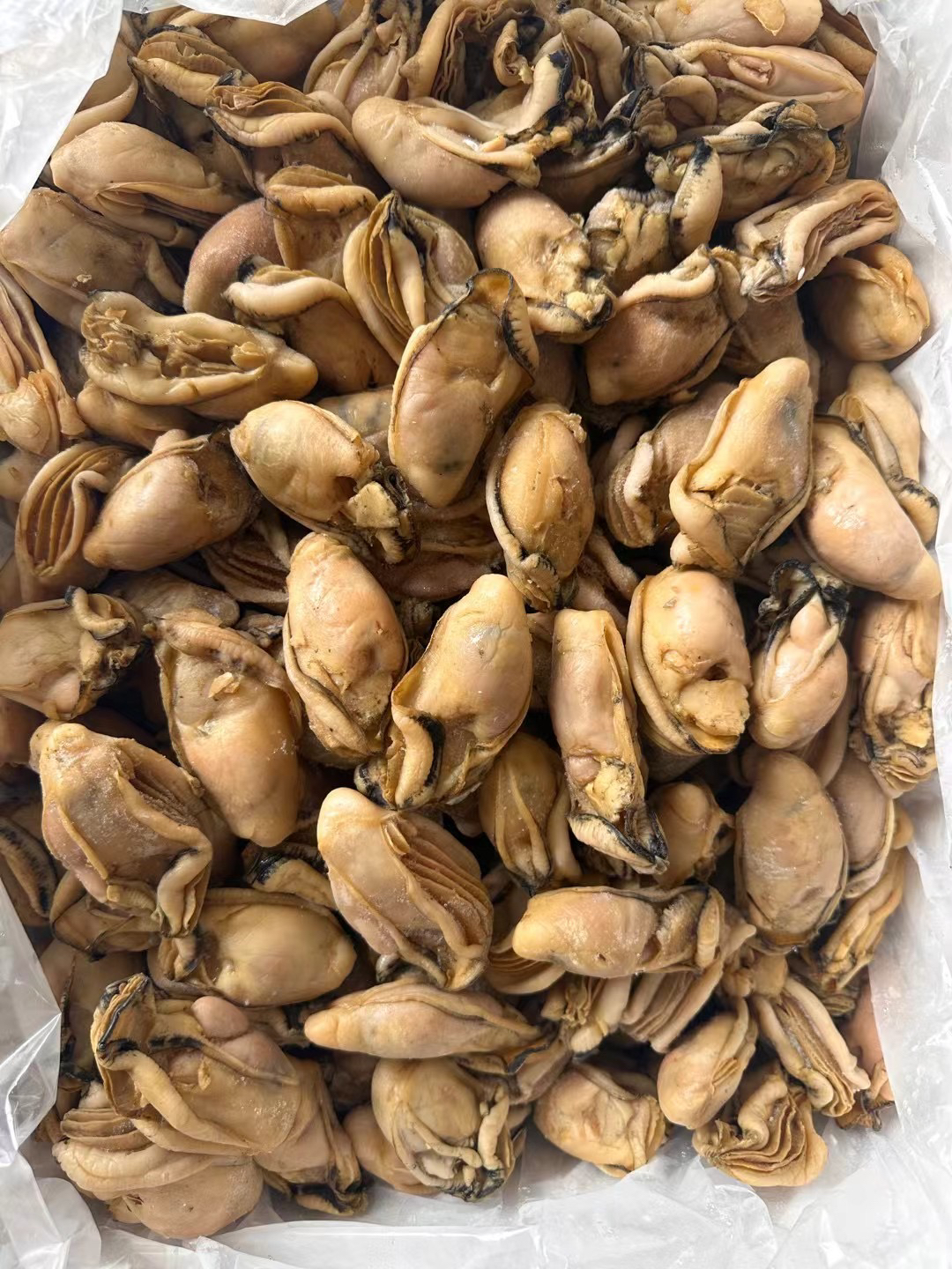 40头湛江金蚝 无抽油 五成干香煎焖煮