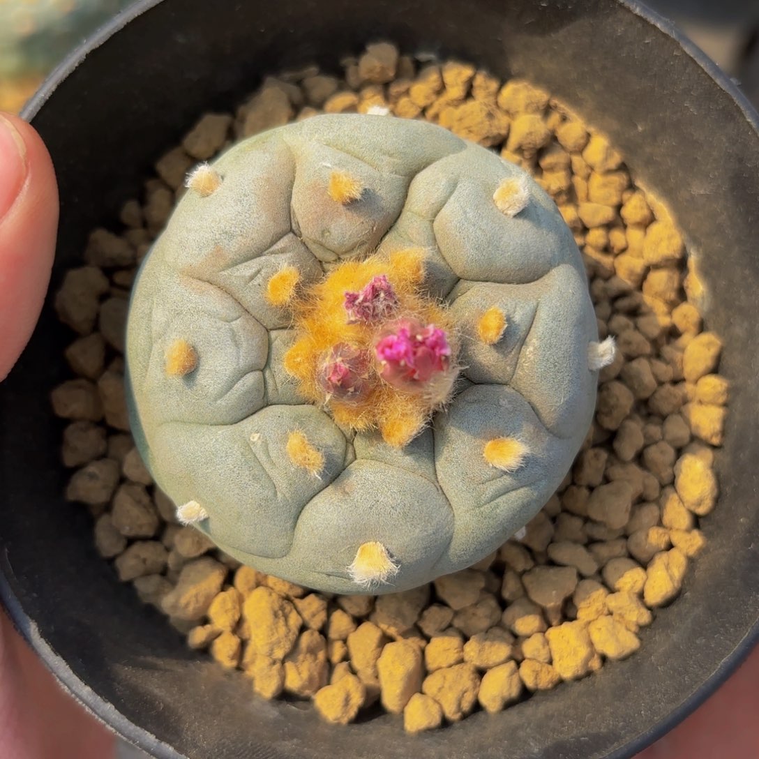 G84g g g g g g g g