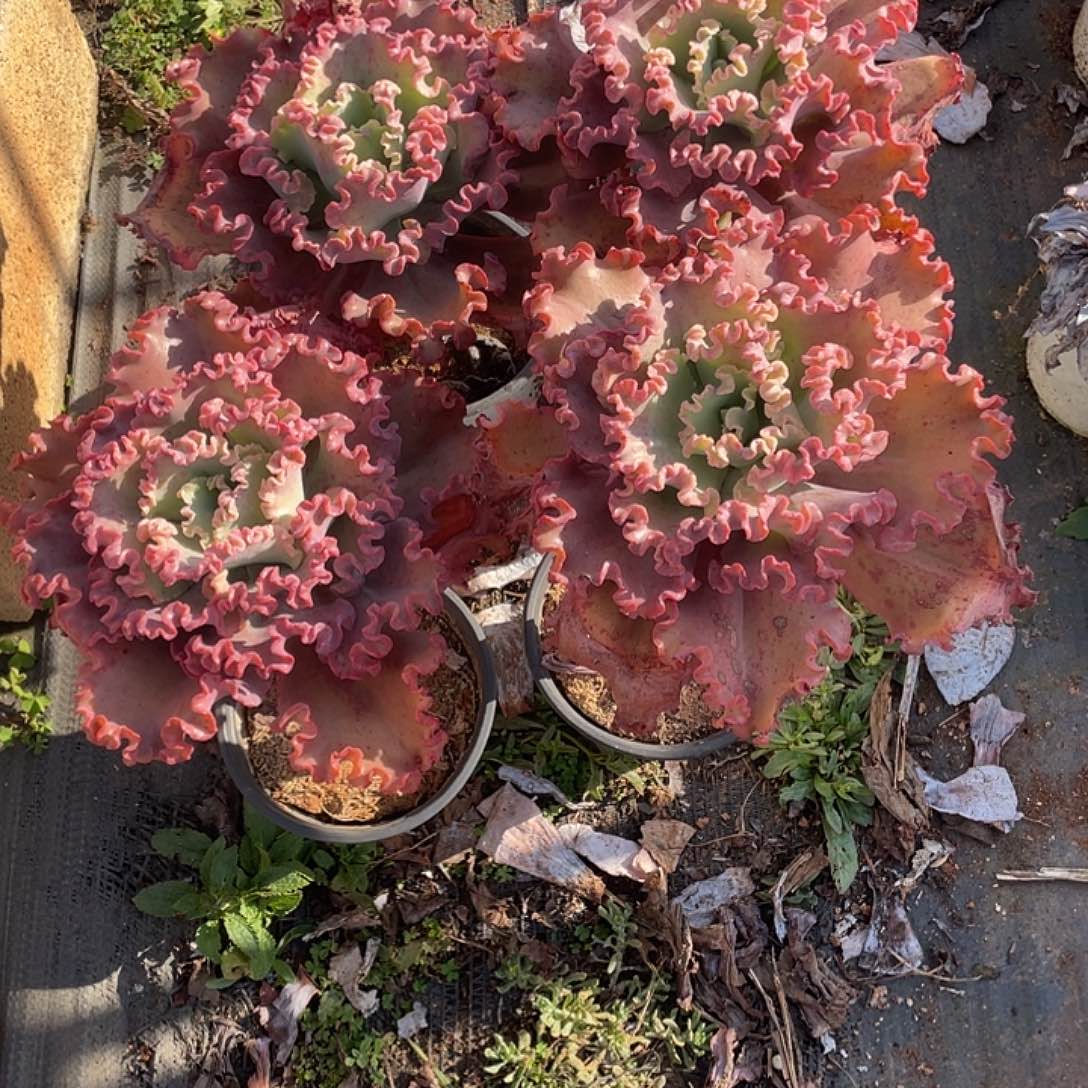 ****语61号包菜系列多肉植物4棵