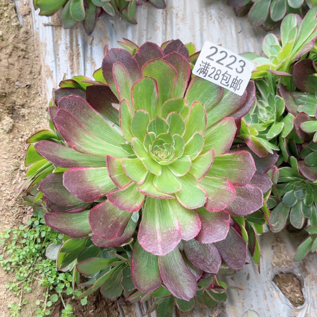 Q.    2223莲花座多肉