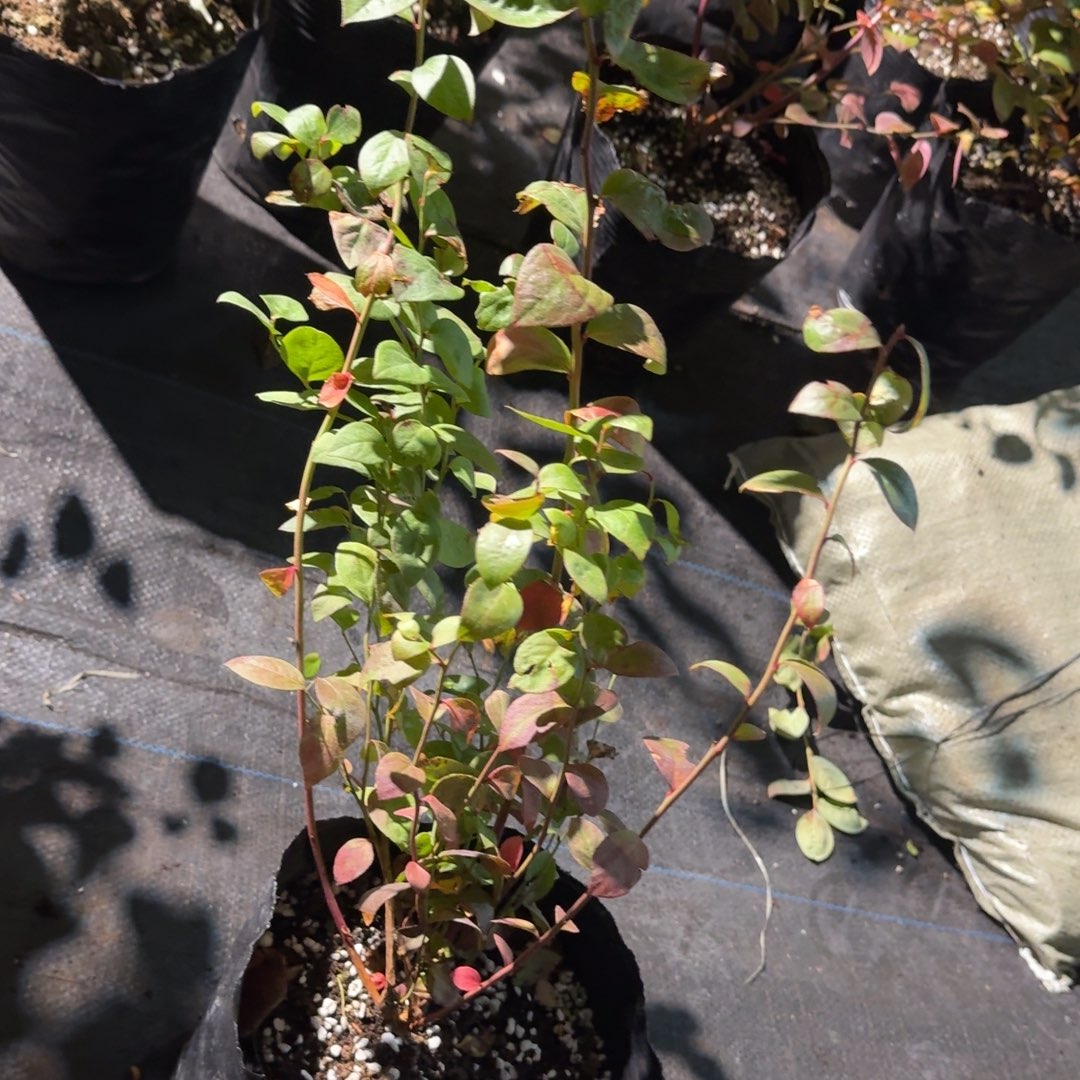 东***起11。东方。         