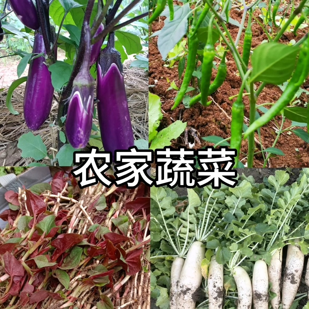 农家蔬菜类 大山原生态 现场称重 