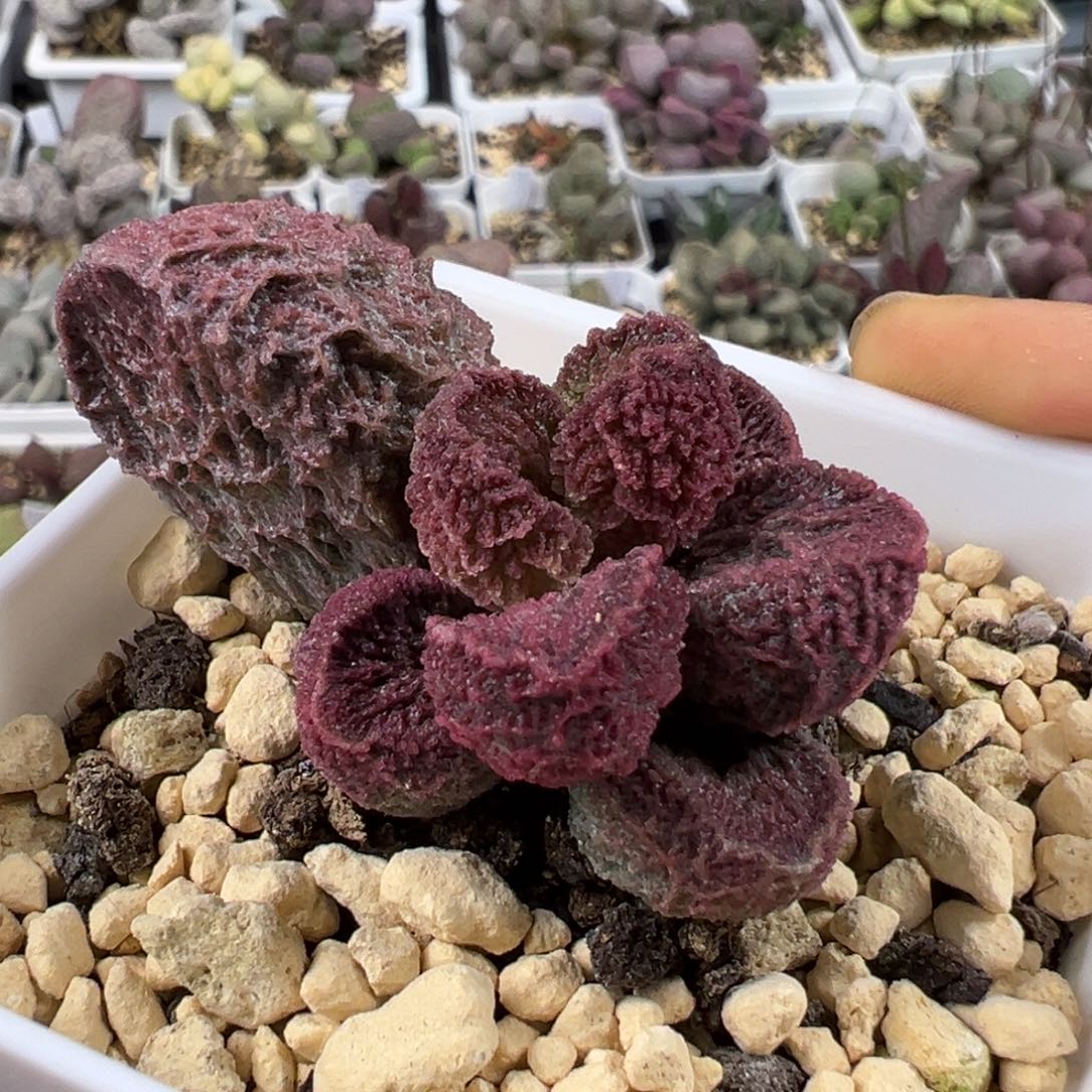 卡洛琳多肉植物水泡