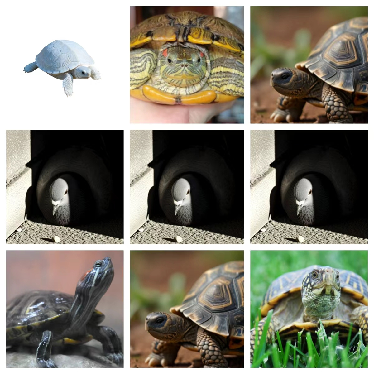 瑞盛传媒活体链接 直播间