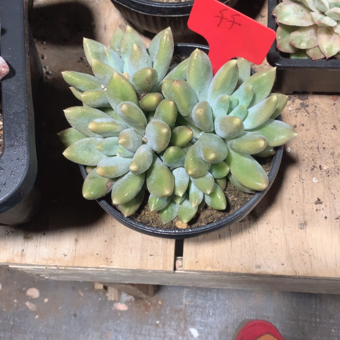 多肉植物多肉植物