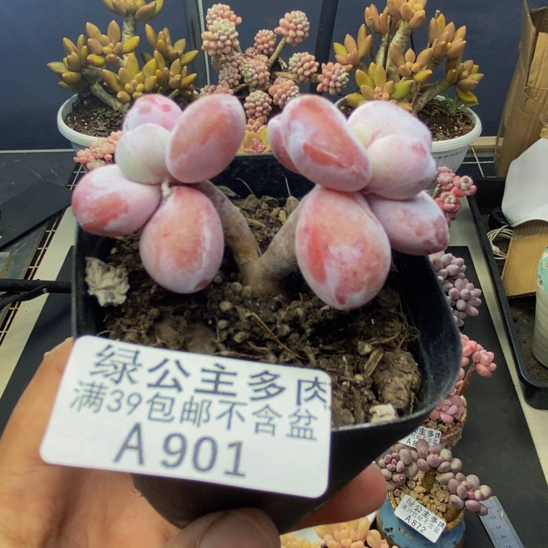 901雪美人多肉3c m