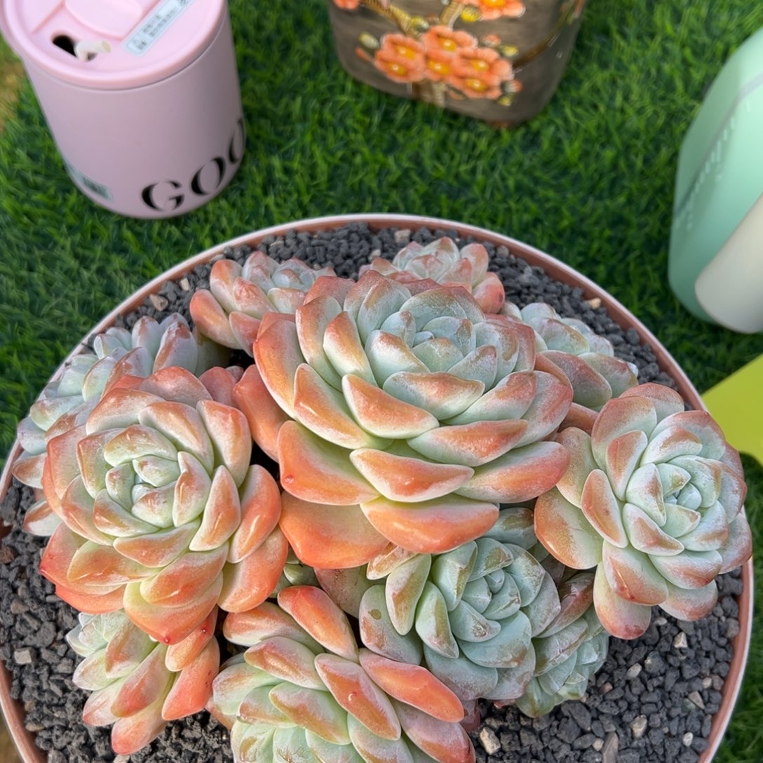 冰玉群发货发的的