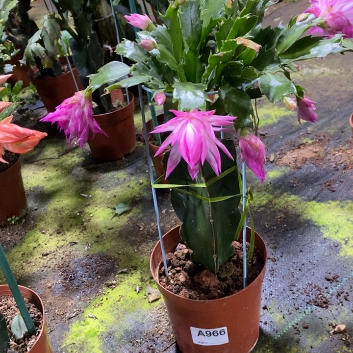 大部分花苞少量开放966嫁接074