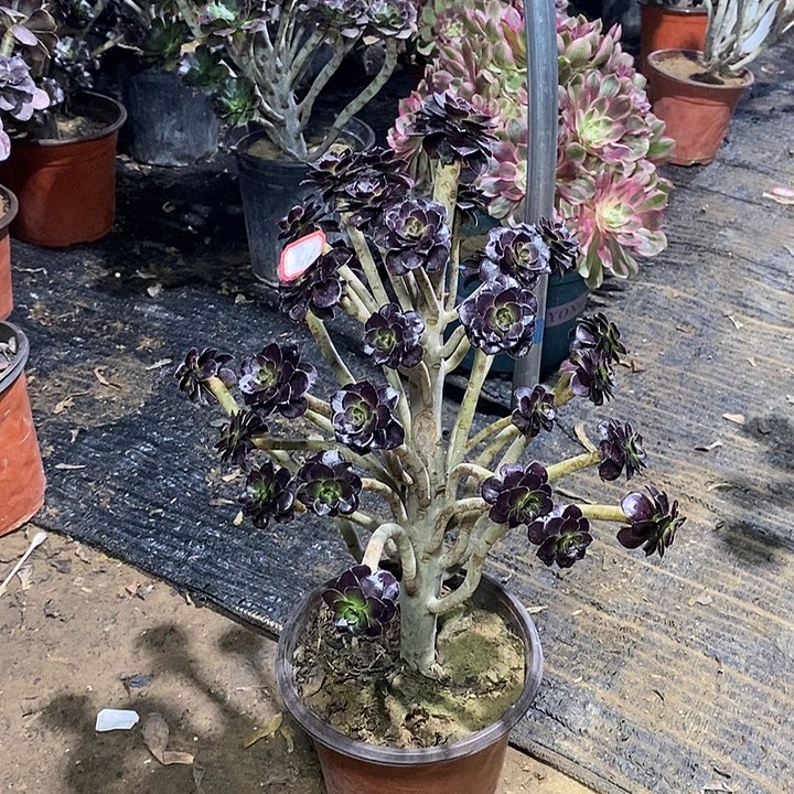 16，黑法师多肉法师多肉法师