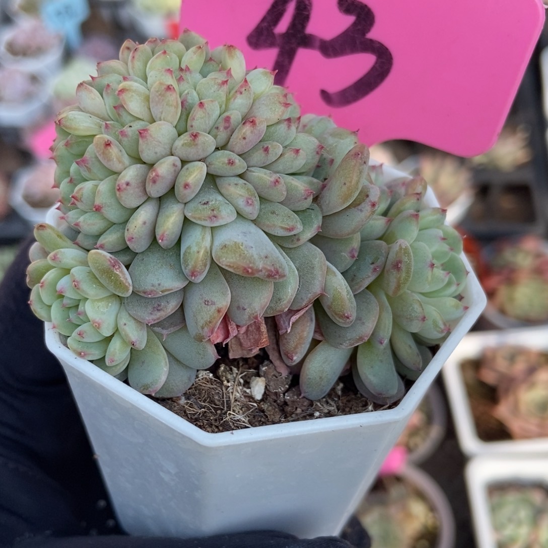 43白胖子多肉植物多肉