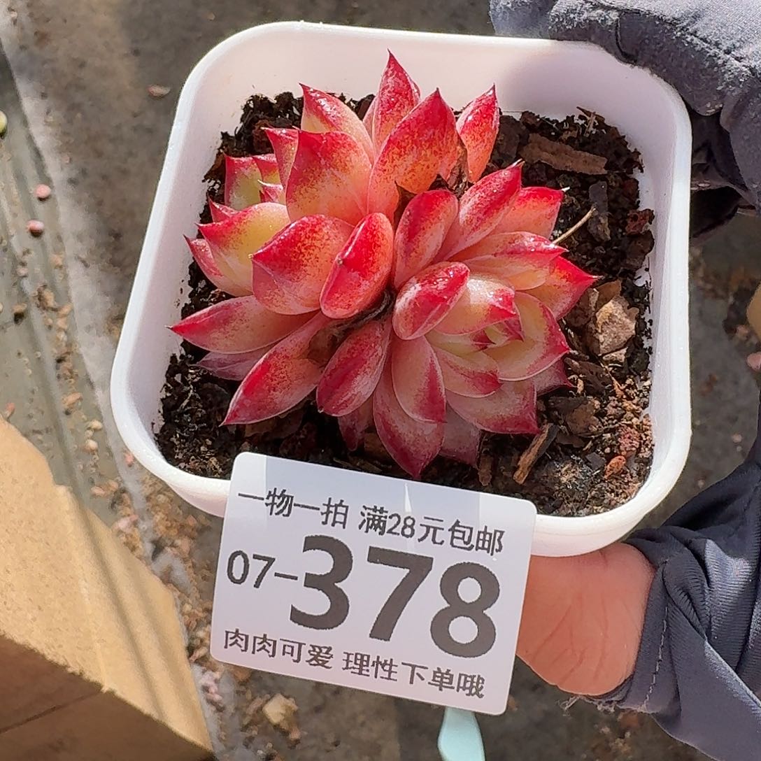 黑武士无盆土发货无