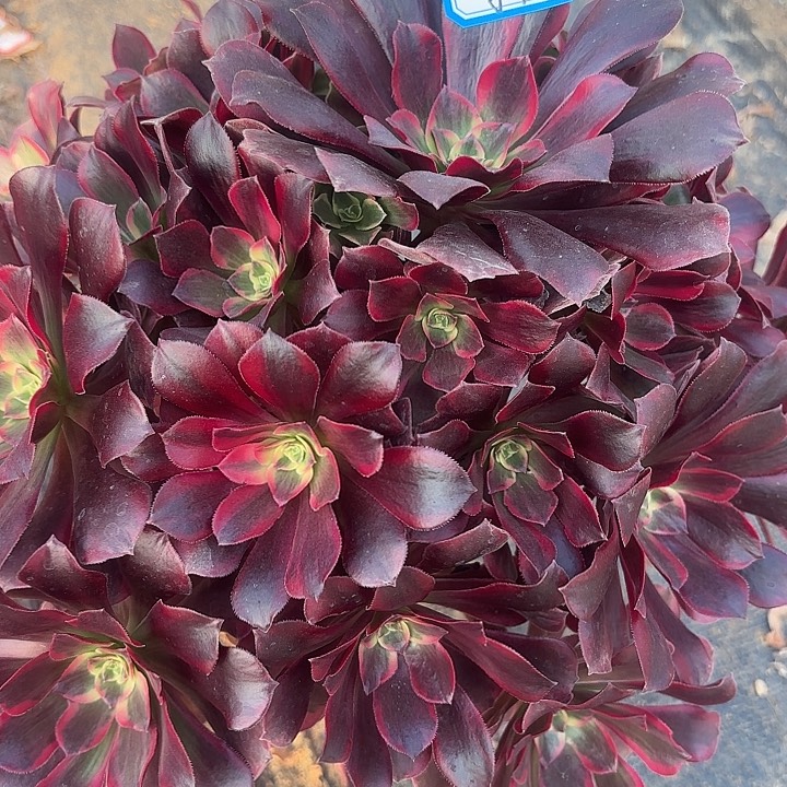 凤冠多肉法师不包损121