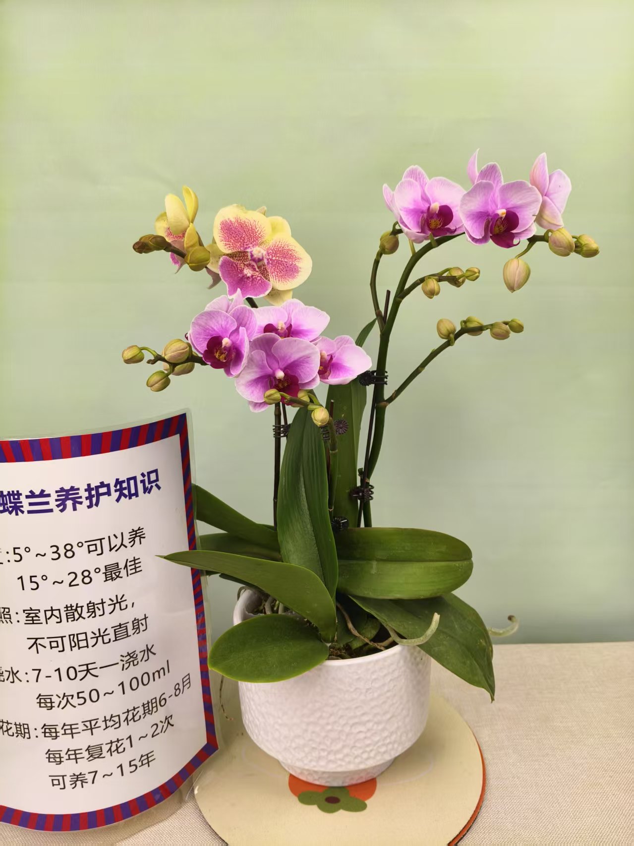 【宝贝+黄桃】蝴蝶兰 紫色大花型 四季花 室内花精品 源头基地