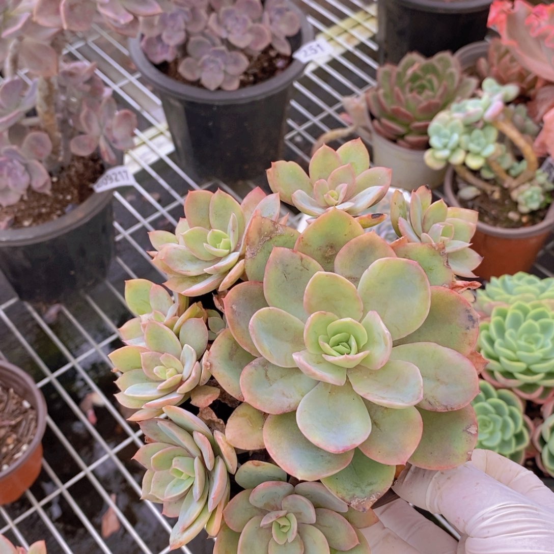 9311丝绸面纱一物一拍