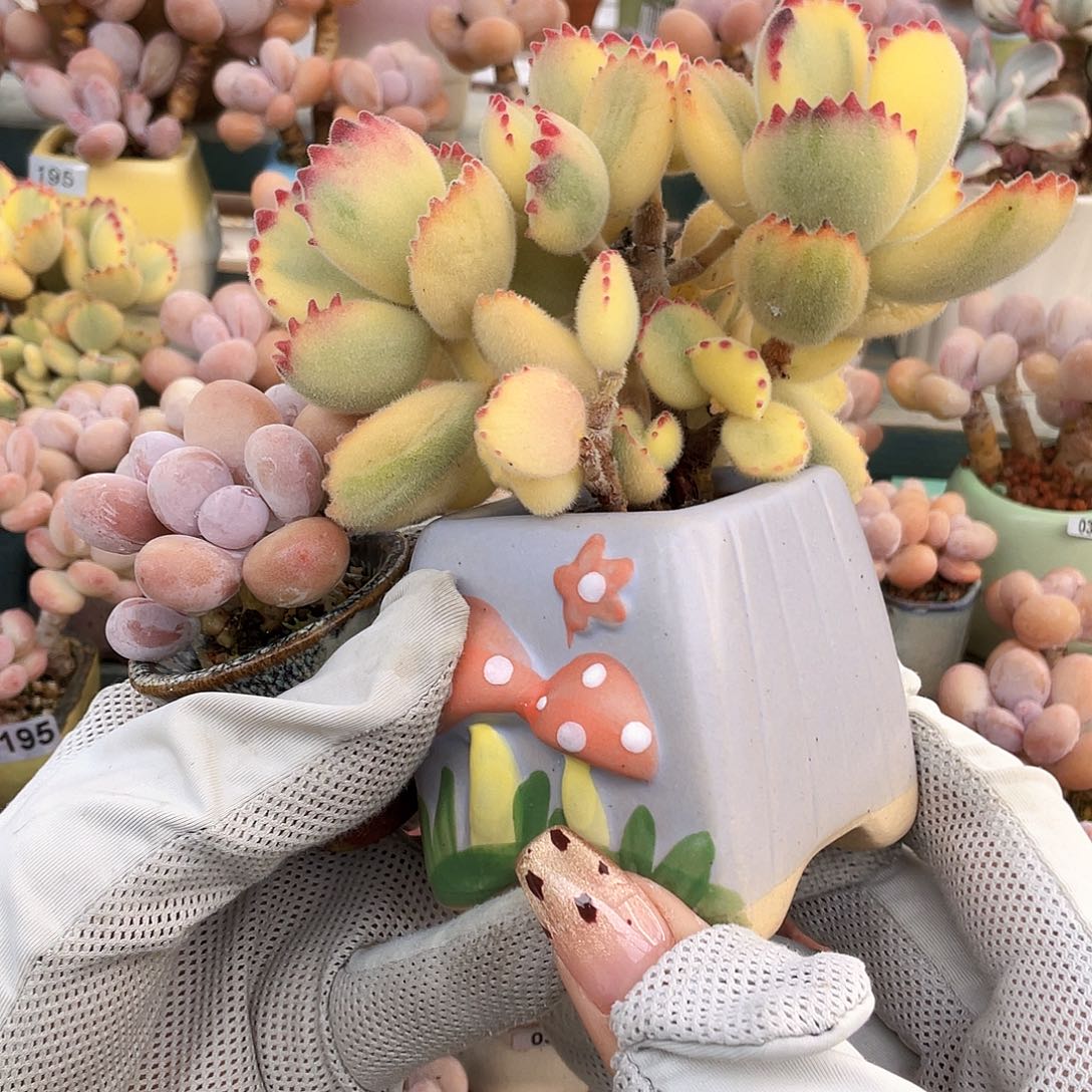 多肉植物的生长发育