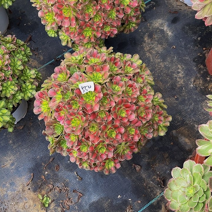 H***师韵华0000000550号