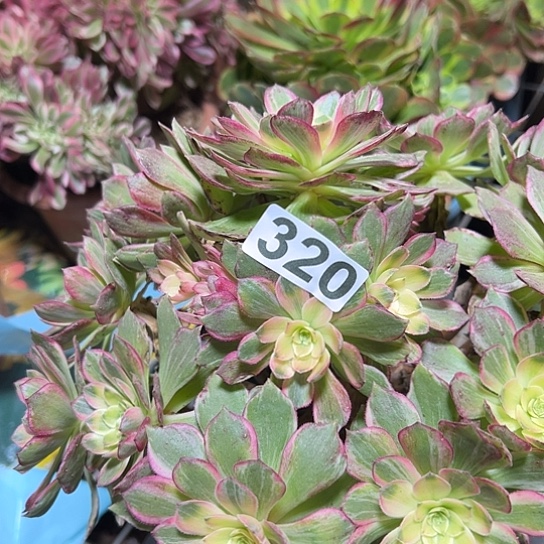 深***兰多肉植物一个万花筒320