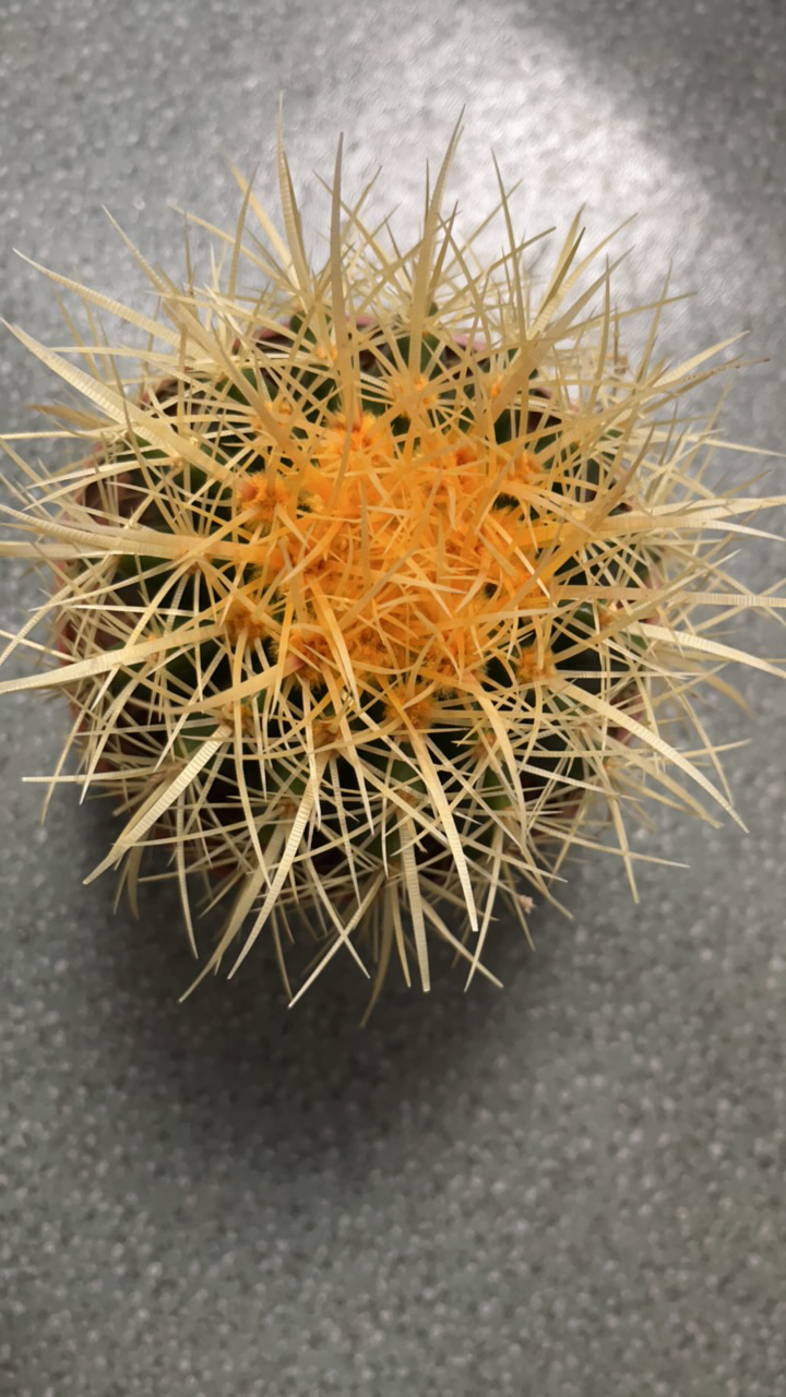 狂刺美虎，实生仙人球，带刺直径13厘米左右，裸根发货