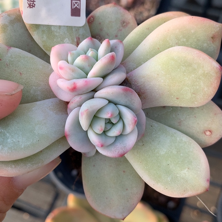 星影锦2667多肉植物有