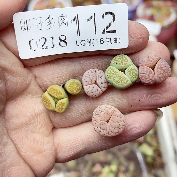 郎哥多肉生石花18-112