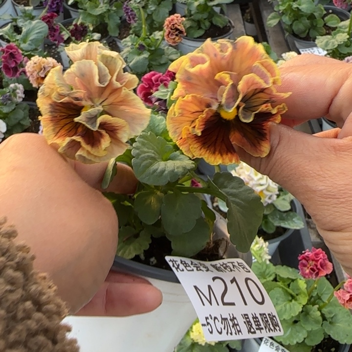 命***定无花朵M210角堇小苗一物一拍默认苗晃