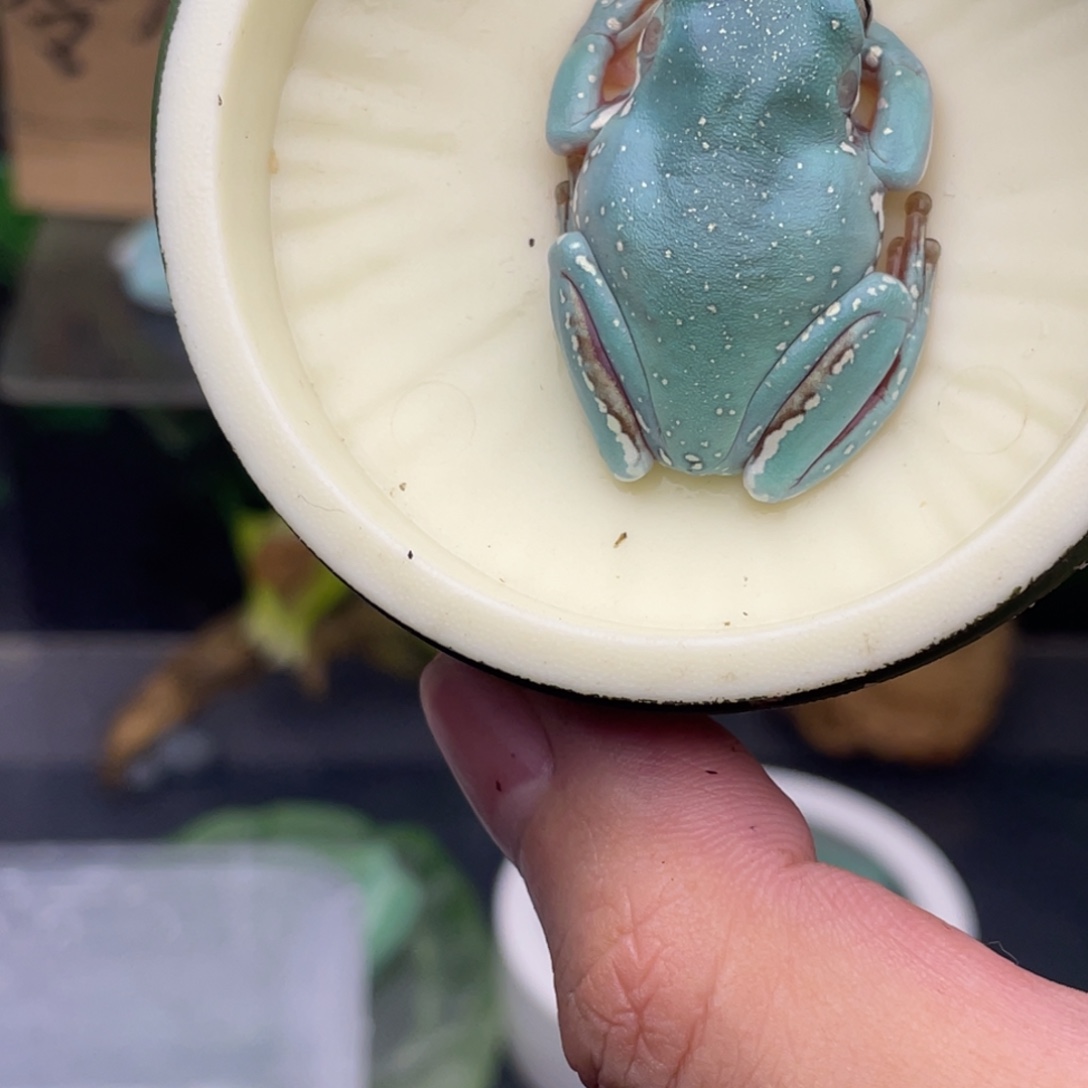 老爷树蛙8号湖蓝金