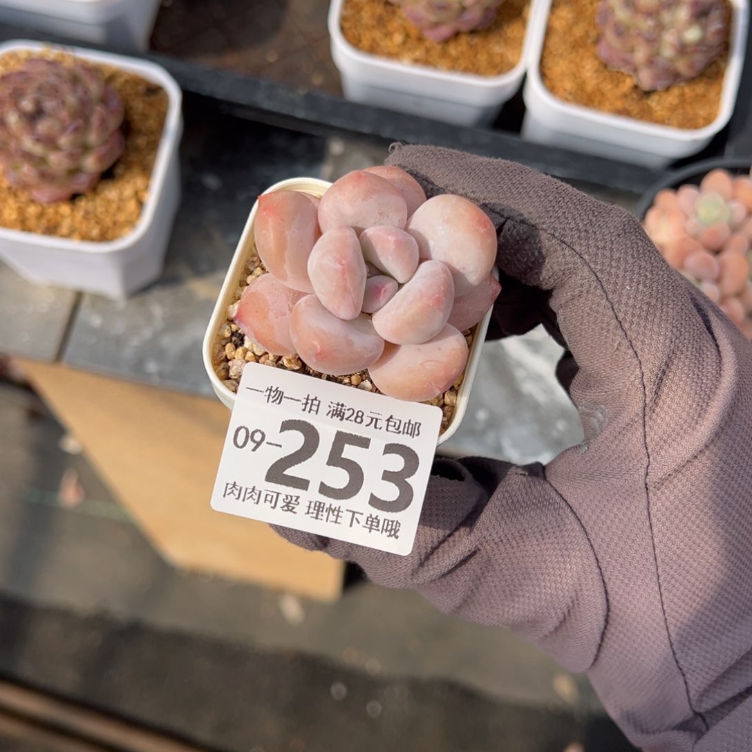 香水奶多肉多肉多肉多肉多肉