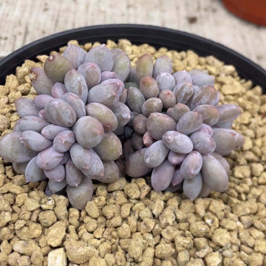 加菲猫奶酪缀化68