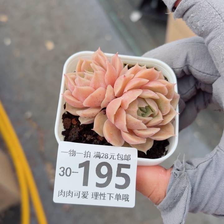昂斯诺多肉多肉多肉植物多肉