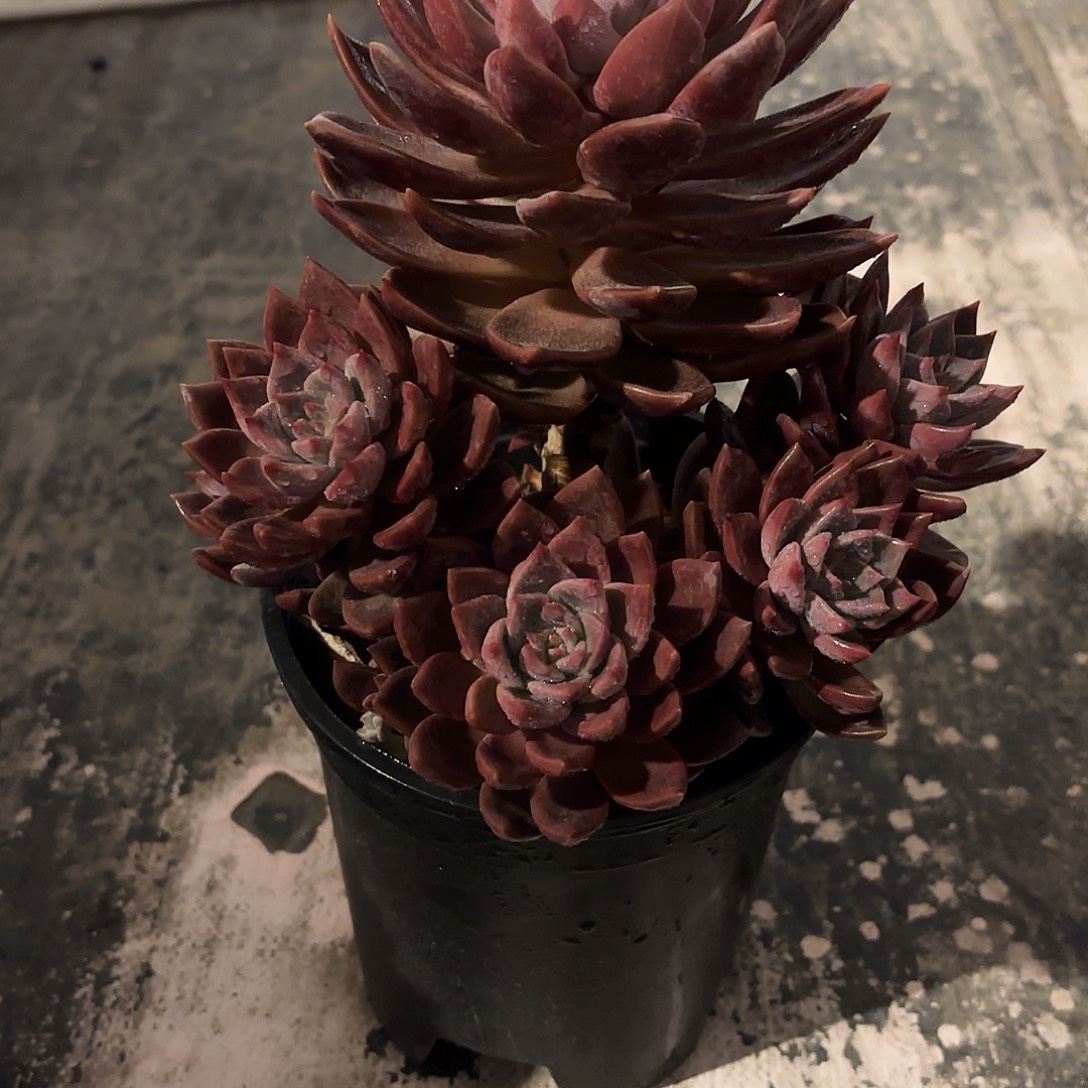 多肉植物啦啦啦啦