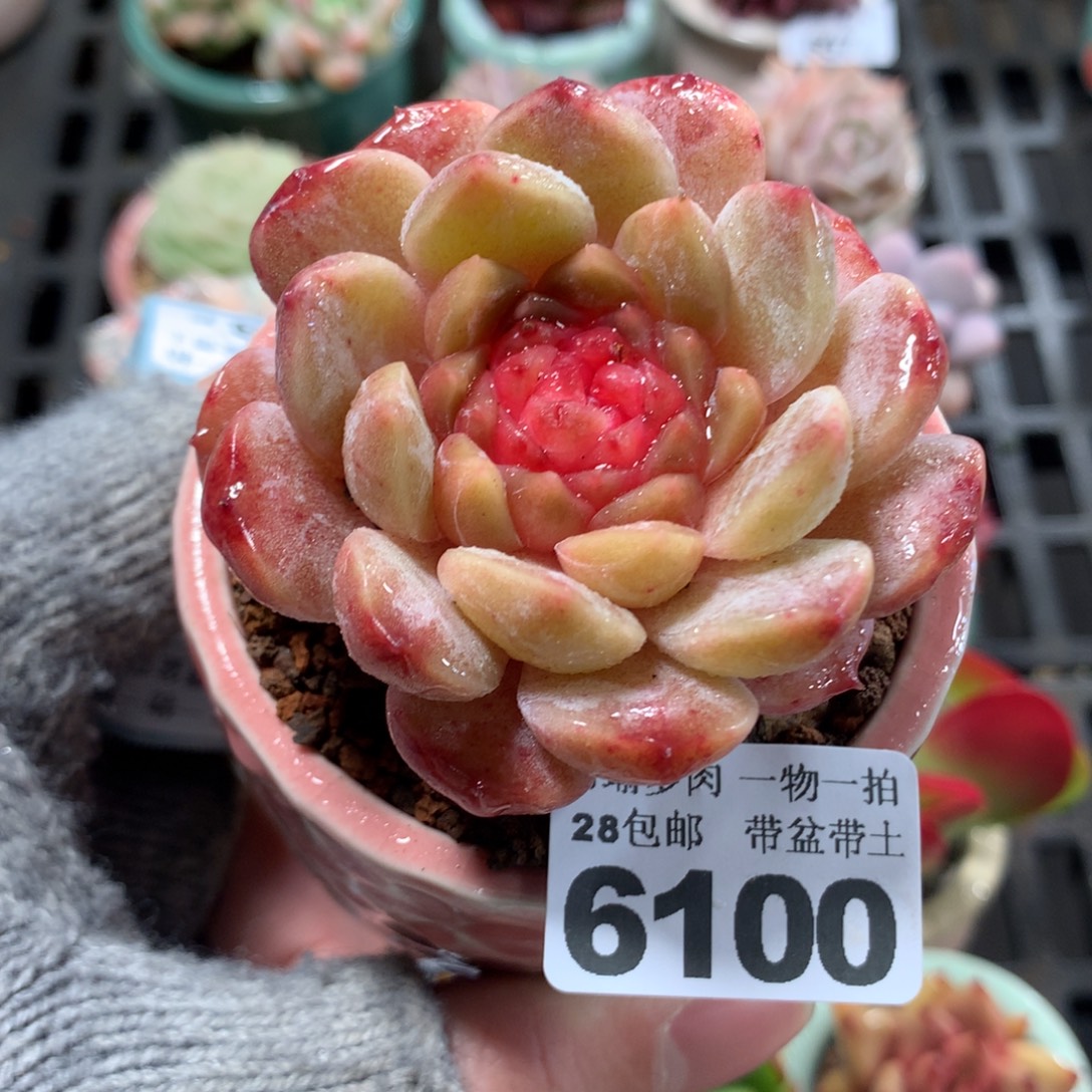 5厘米盆精控多肉6100