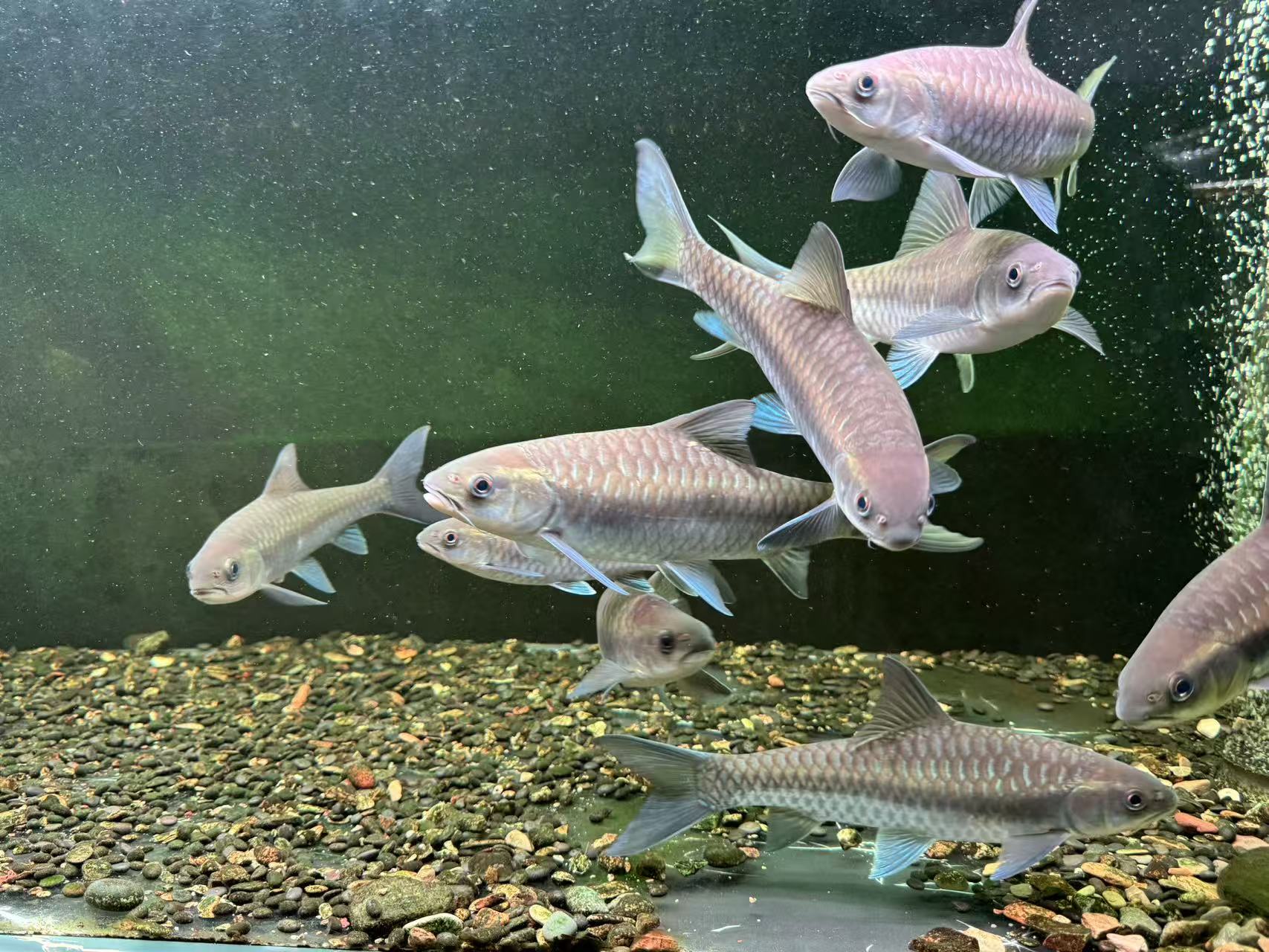 蓝吉罗保山淡水活体观赏鱼