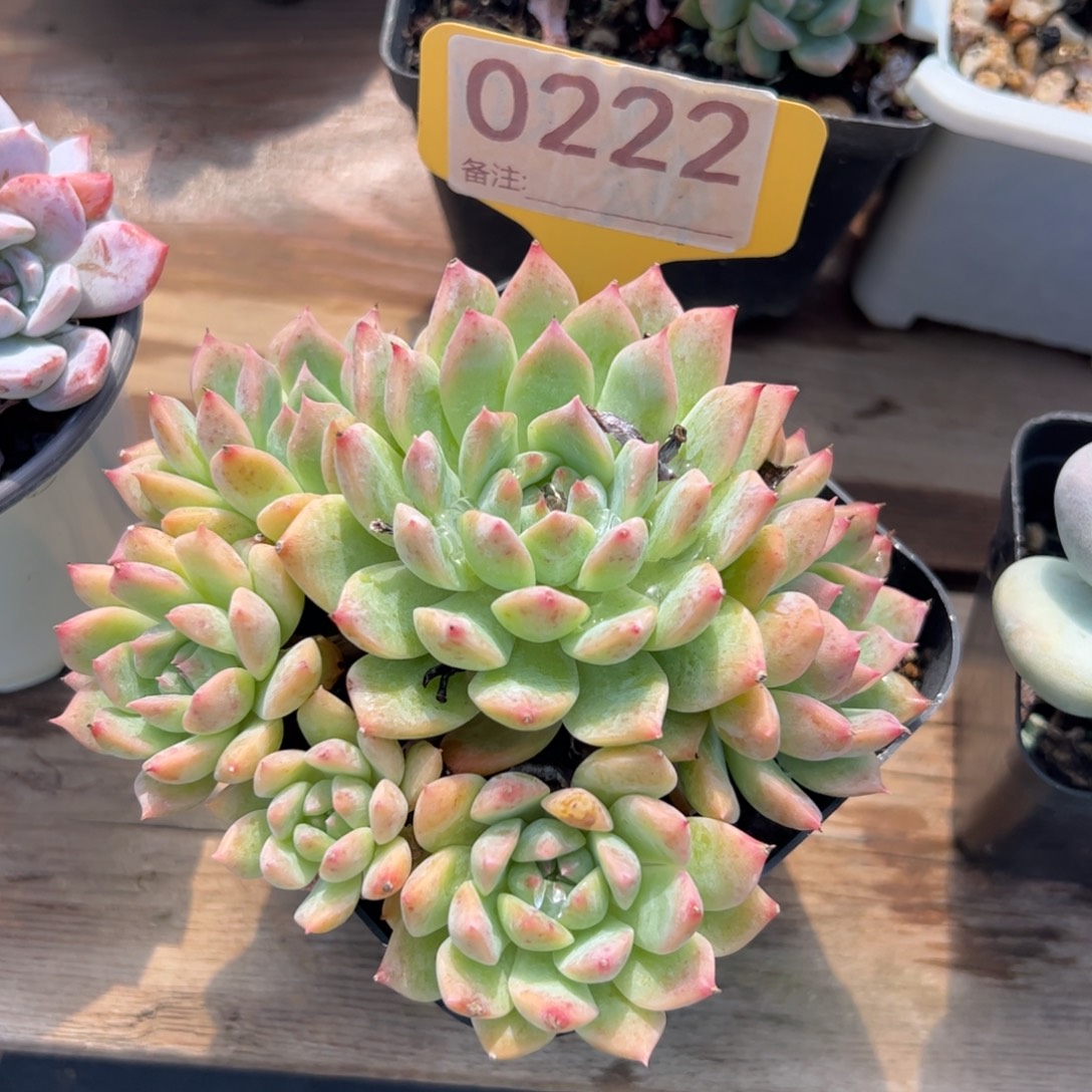 霜花群生无砍多肉植物