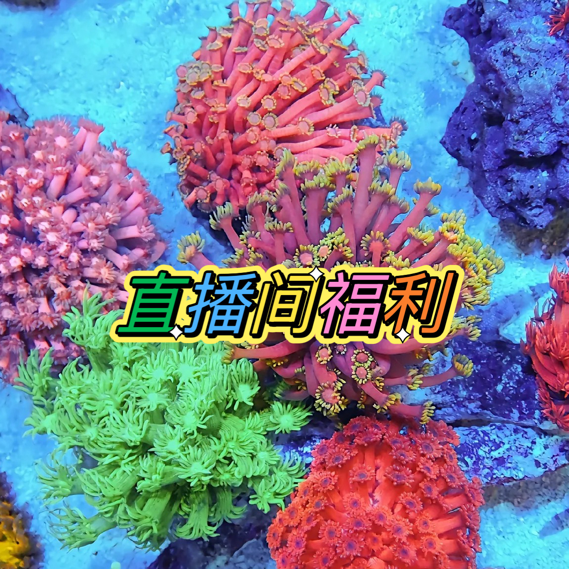 直播间海水缸造景珊瑚活体福利抢拍链接