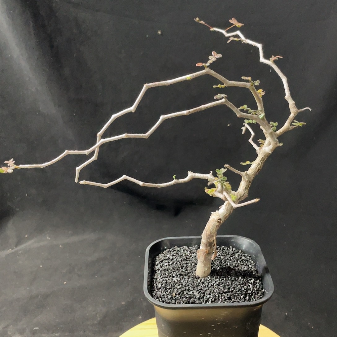 捡漏滔天6666666666666