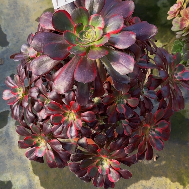 0000000000770丽娜