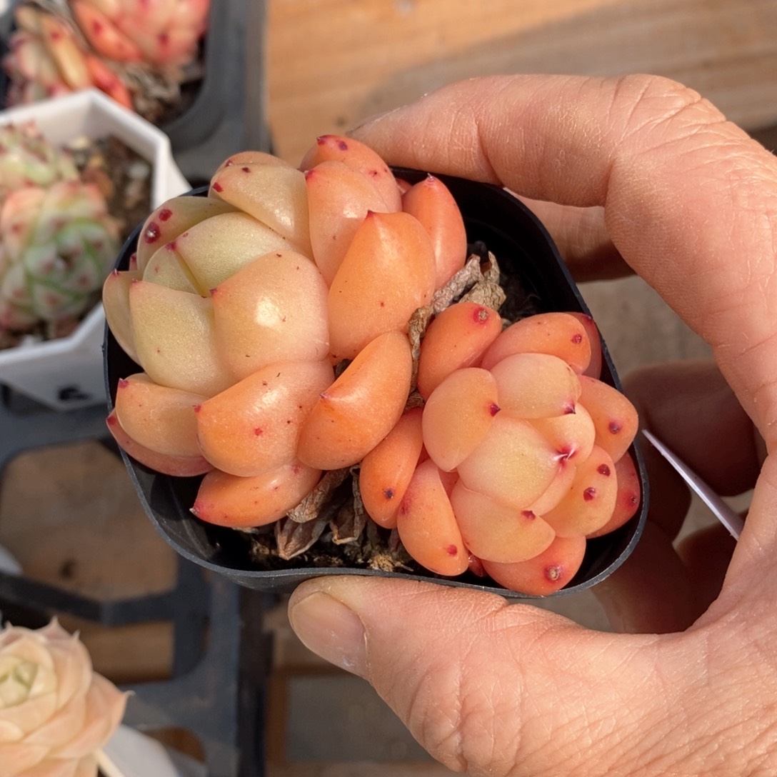 精品多肉一物一拍不包整295