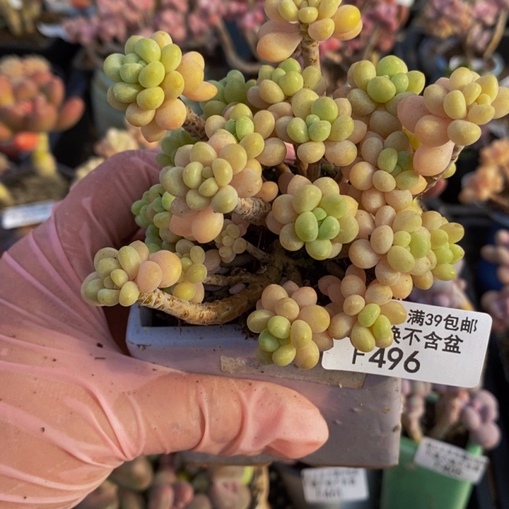 花朵鱼子酱8cm496多肉植物