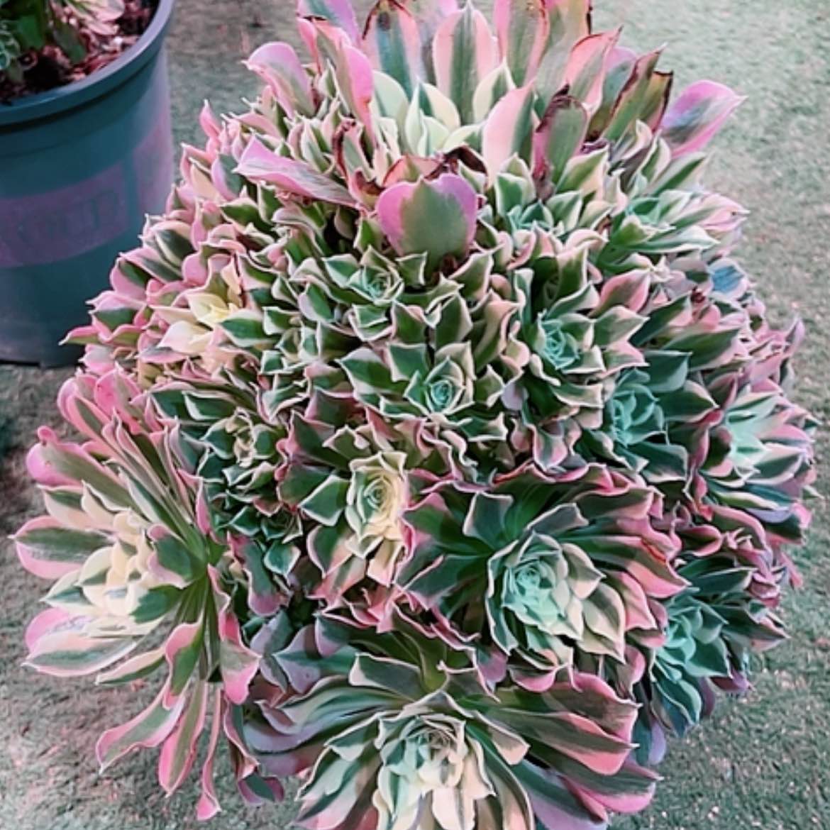 【闪购商品】法师好看也好养白凤