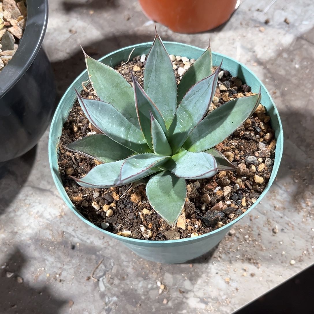 豫*龙舌兰蓝色火焰50