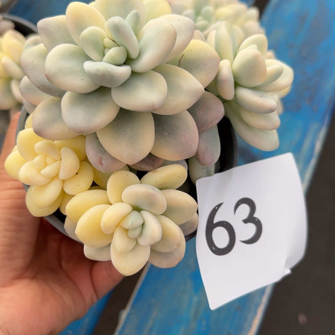 63、风风光光更好个哈哈哈