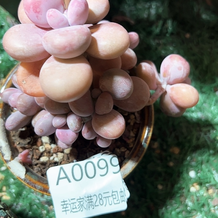 幸运的是我的朋友们