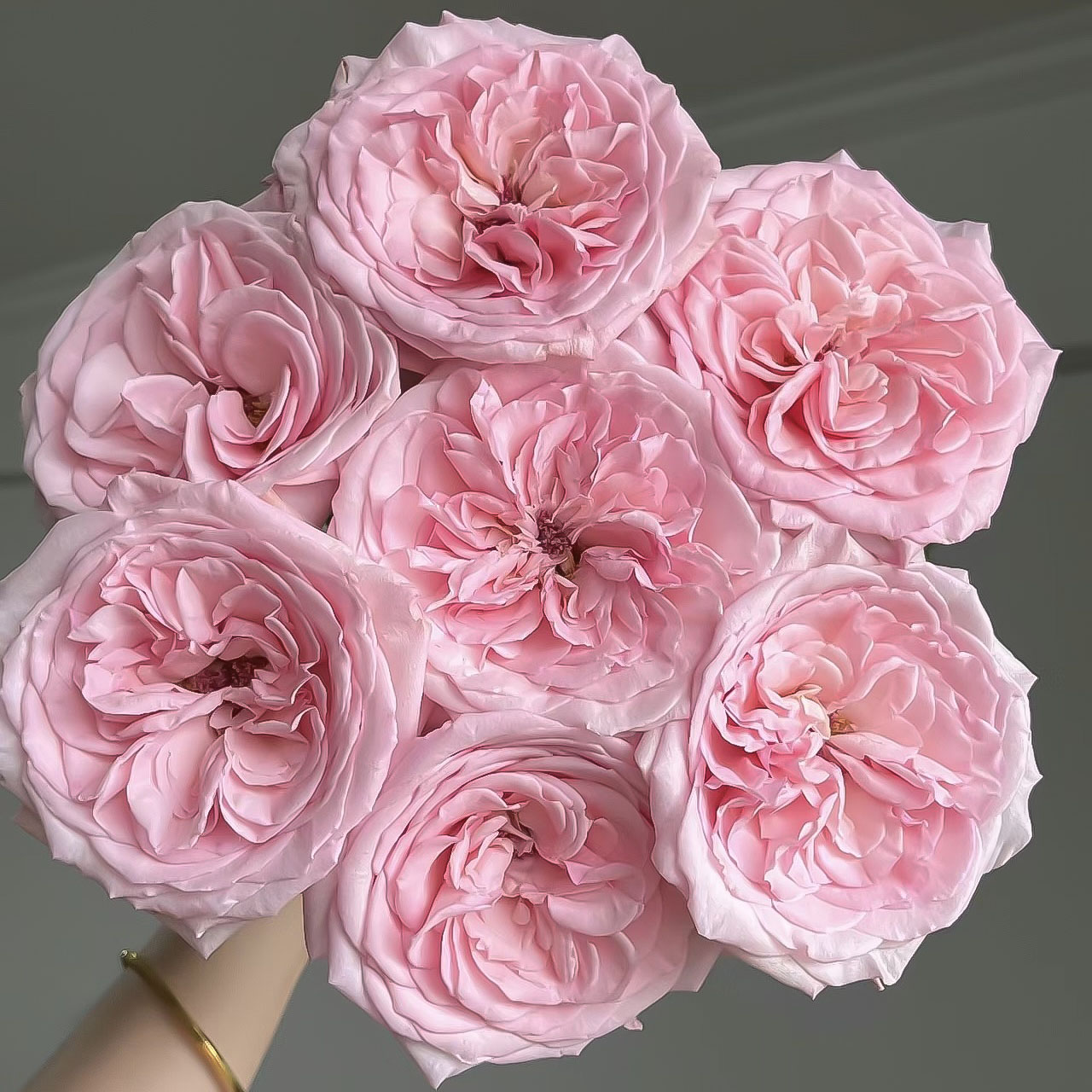 荔枝20支玫瑰【1单中通2单京东顺丰包邮】云南鲜花家用