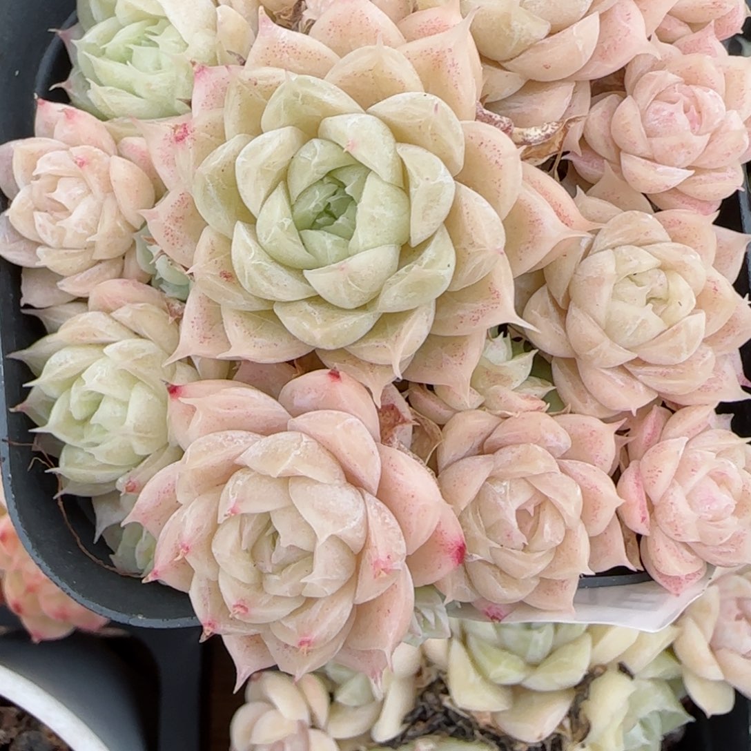 花语逸镜0127-294