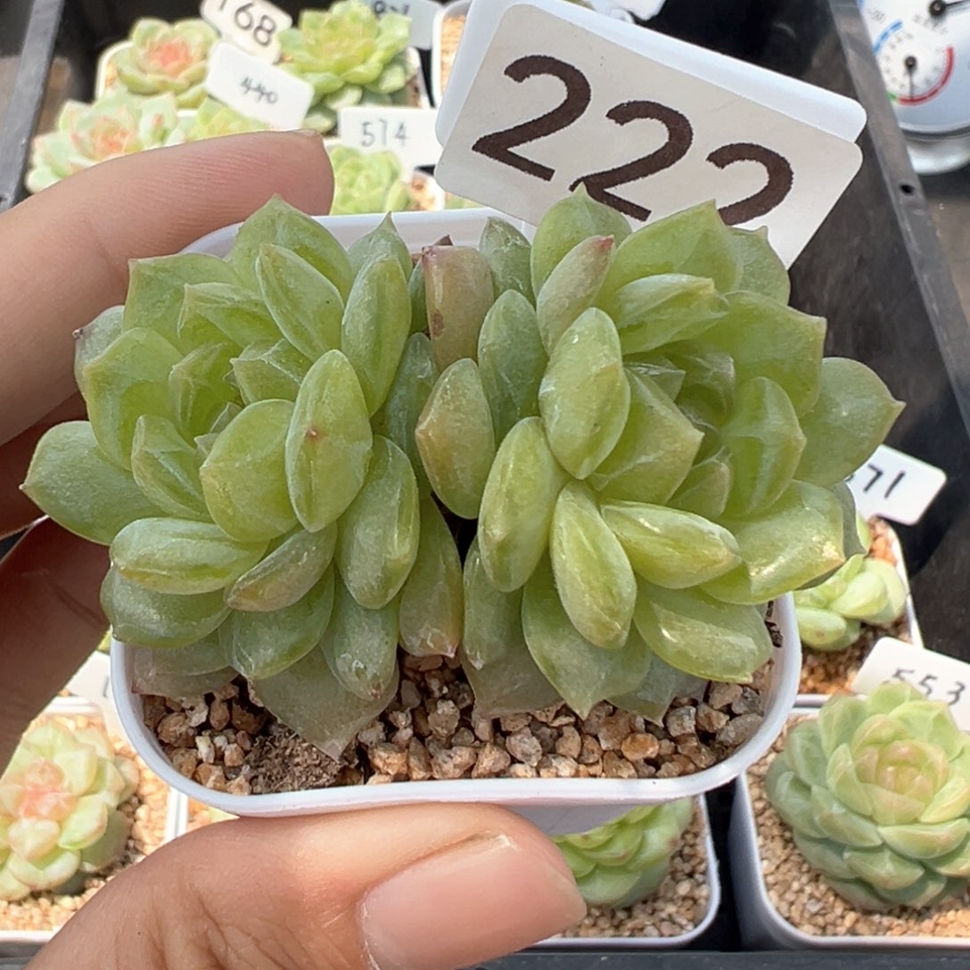 222号风花雪月系列