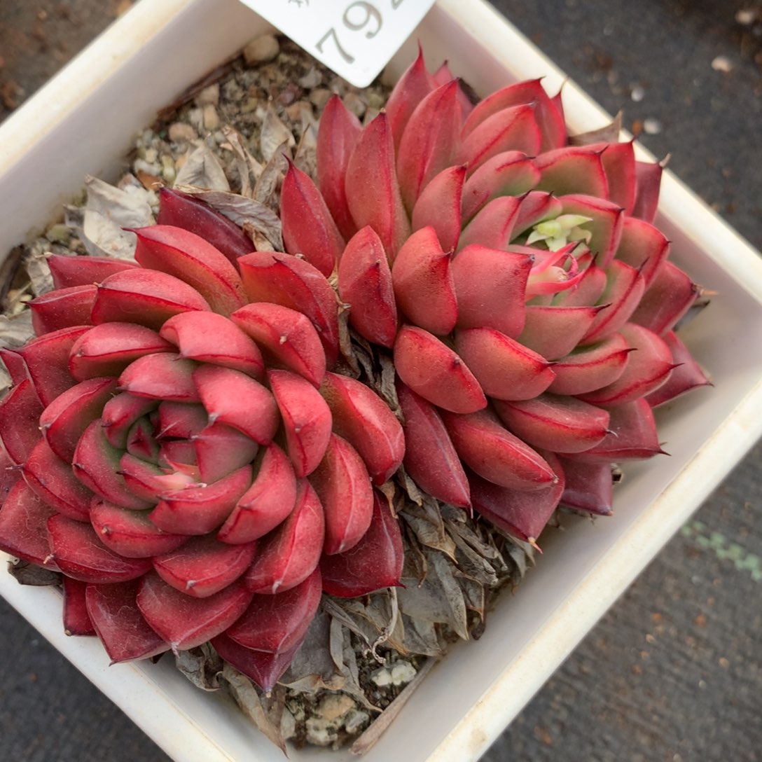 7921杂交多肉植物