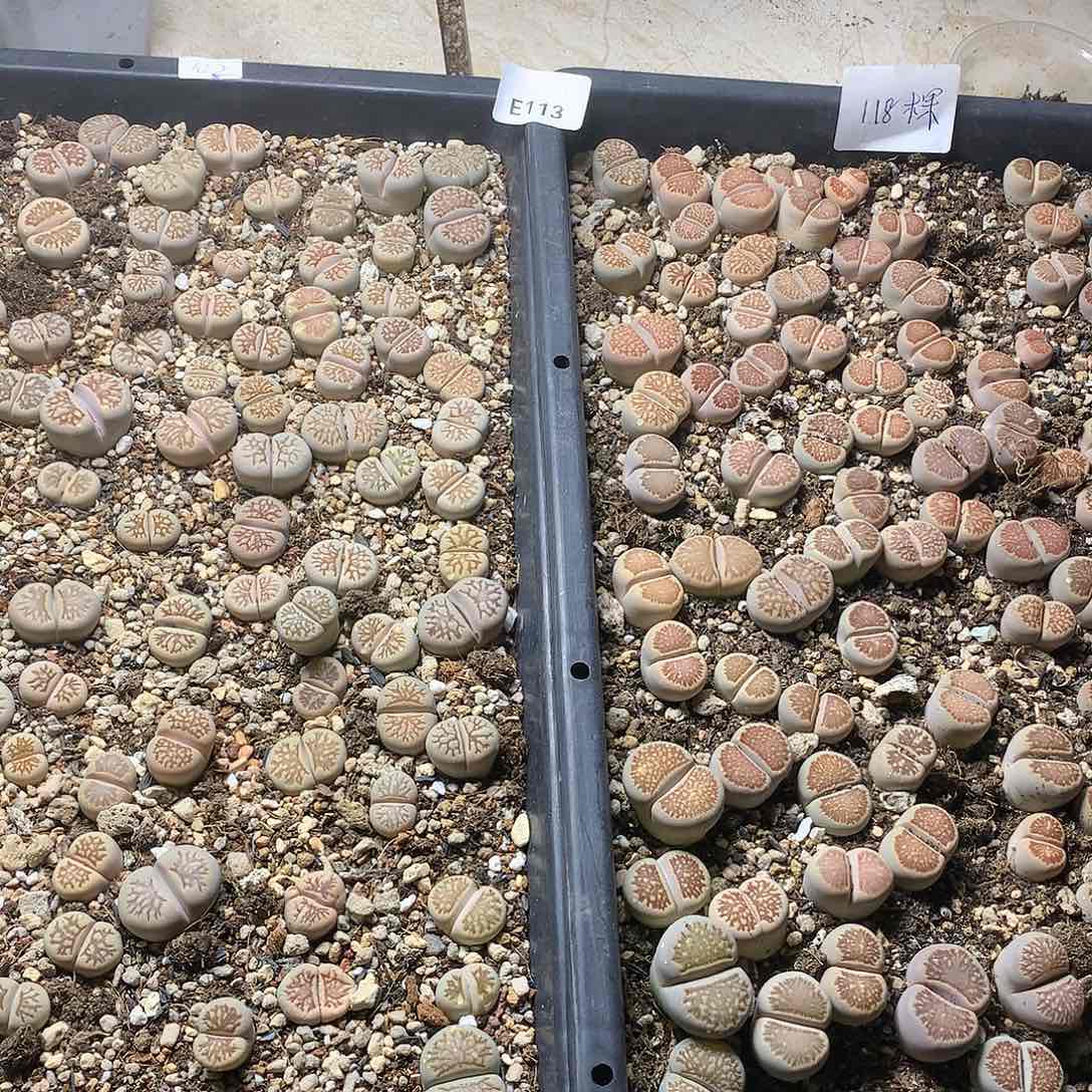 新**选E113多肉植物保护研究所